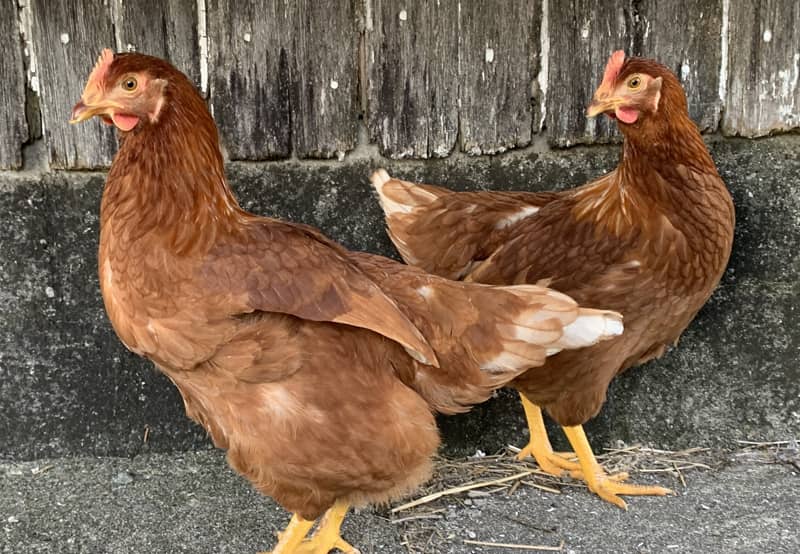 Laying Hen Started Pullets | Lost Creek Farms