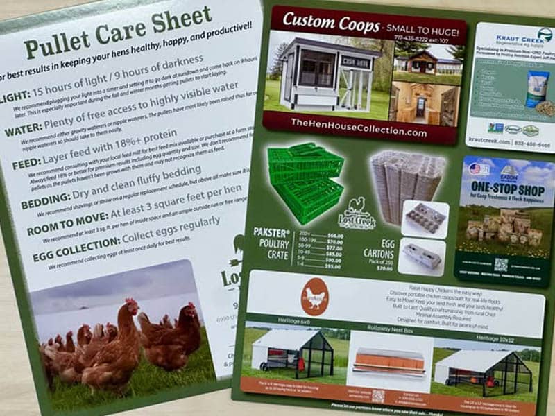 Laying Hen Started Pullets Care Recommendations | Lost Creek Farms