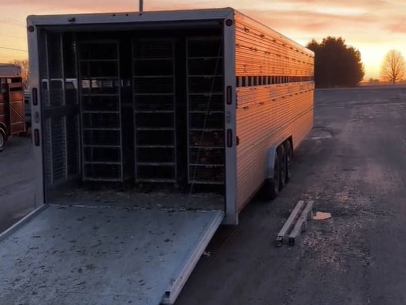 Laying Hen Started Pullets Delivery Options | Lost Creek Farms