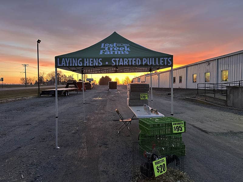 Laying Hen Started Pullets Pick-Up Day | Lost Creek Farms