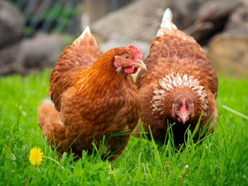 Ready-To-Lay Started Pullets, Hens, Chickens | Lost Creek Farms